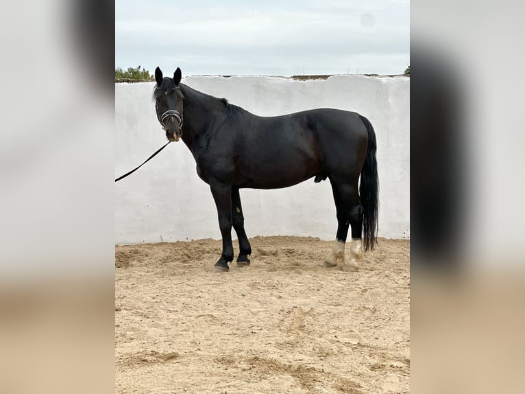 Schweres Warmblut Wallach 7 Jahre 162 cm Rappe in Bad Langensalza