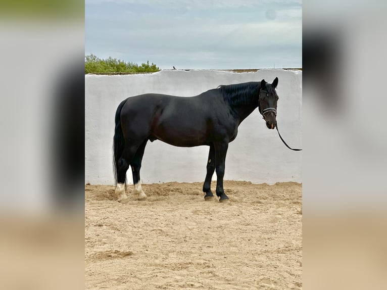 Schweres Warmblut Wallach 7 Jahre 162 cm Rappe in Bad Langensalza