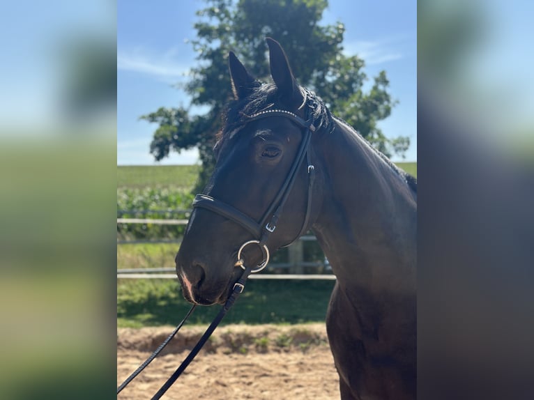 Schweres Warmblut Wallach 7 Jahre 162 cm Rappe in Bad Langensalza