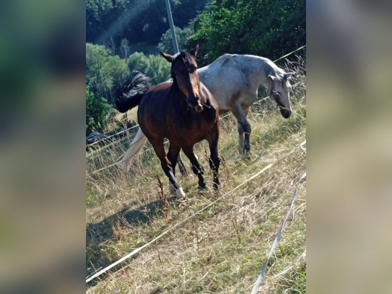 Schweres Warmblut Wallach 7 Jahre 164 cm Brauner in Stühlingen