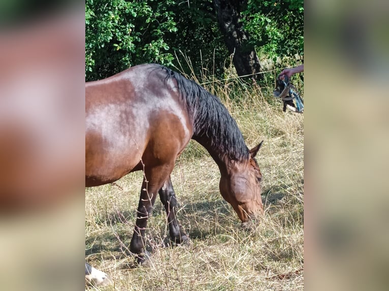Schweres Warmblut Wallach 7 Jahre 164 cm Brauner in Stühlingen