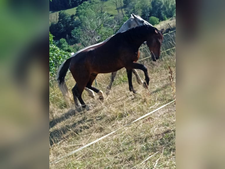 Schweres Warmblut Wallach 7 Jahre 164 cm Brauner in Stühlingen