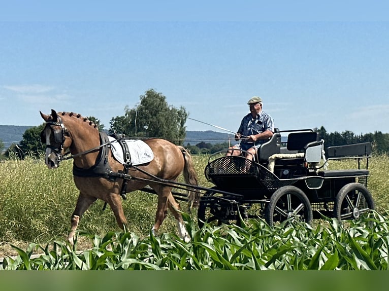 Schweres Warmblut Wallach 7 Jahre 165 cm Fuchs in Riedlingen
