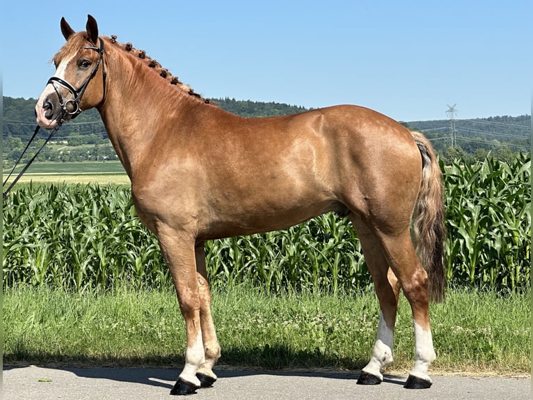 Schweres Warmblut Wallach 7 Jahre 165 cm Fuchs in Riedlingen