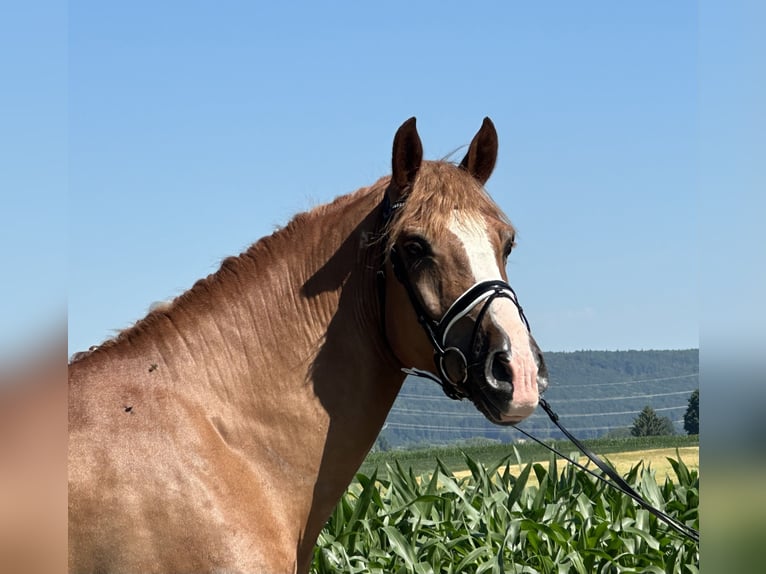 Schweres Warmblut Wallach 7 Jahre 165 cm Fuchs in Riedlingen