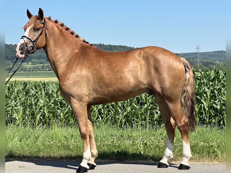 Schweres Warmblut Wallach 7 Jahre 165 cm Fuchs in Riedlingen