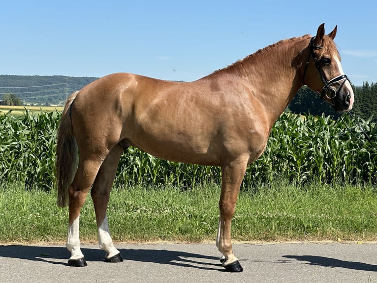 Schweres Warmblut Wallach 7 Jahre 165 cm Fuchs in Riedlingen