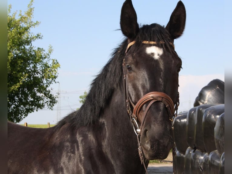 Schweres Warmblut Wallach 7 Jahre 165 cm Rappe in Authausen