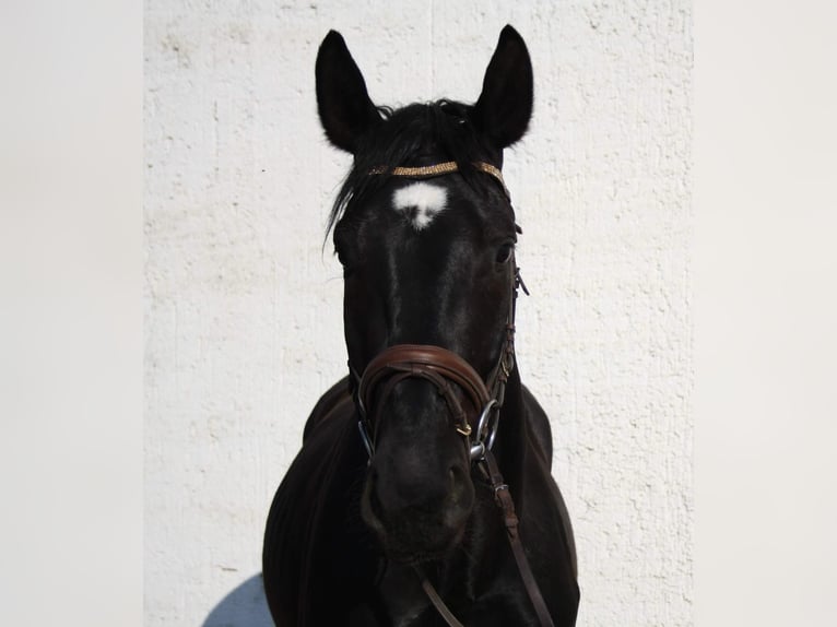 Schweres Warmblut Wallach 7 Jahre 165 cm Rappe in Authausen