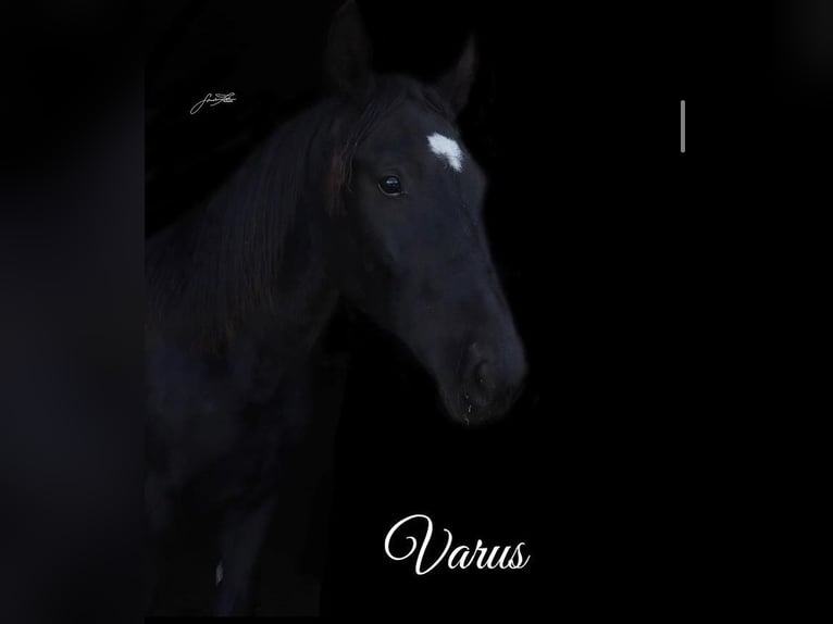 Schweres Warmblut Wallach 7 Jahre 165 cm Rappe in Authausen