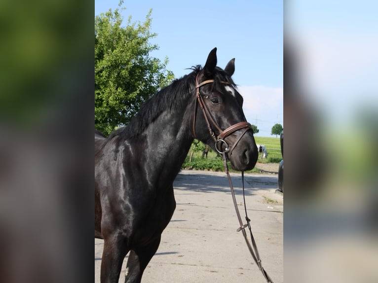 Schweres Warmblut Wallach 7 Jahre 165 cm Rappe in Authausen
