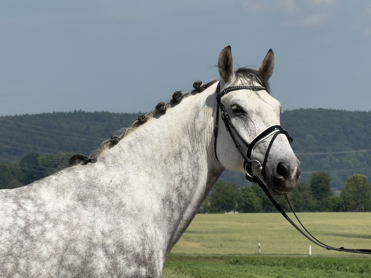 Schweres Warmblut Wallach 7 Jahre 167 cm Apfelschimmel in Riedlingen