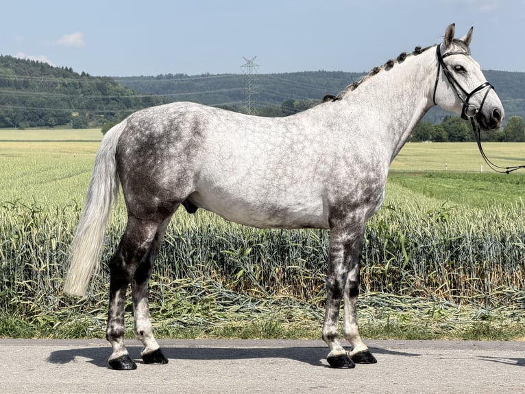 Schweres Warmblut Wallach 7 Jahre 167 cm Apfelschimmel in Riedlingen