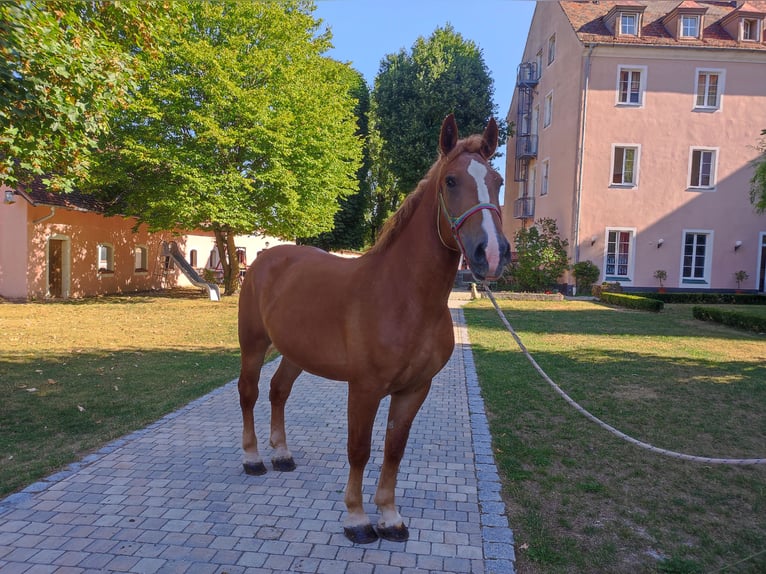 Schweres Warmblut Wallach 7 Jahre 170 cm Fuchs in Pyrbaum
