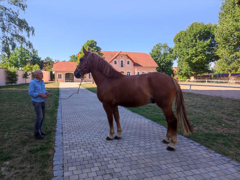 Schweres Warmblut Wallach 7 Jahre 170 cm Fuchs in Pyrbaum