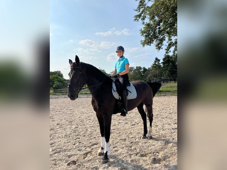 Schweres Warmblut Wallach 7 Jahre 170 cm Rappe in Leipzig