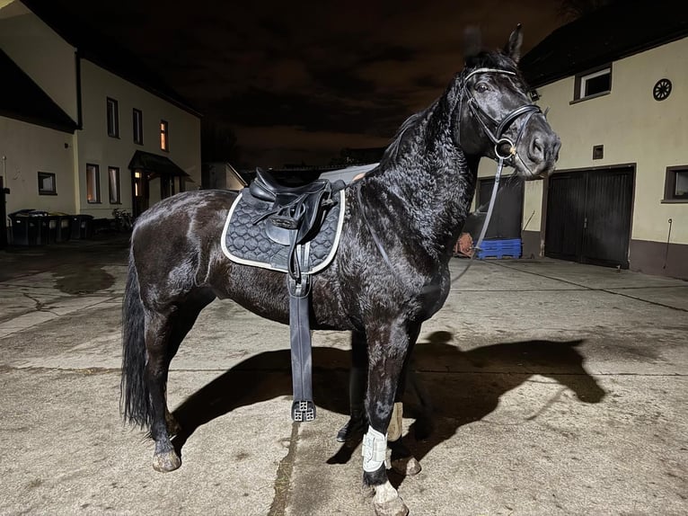 Schweres Warmblut Wallach 7 Jahre 170 cm Rappe in Borsdorf