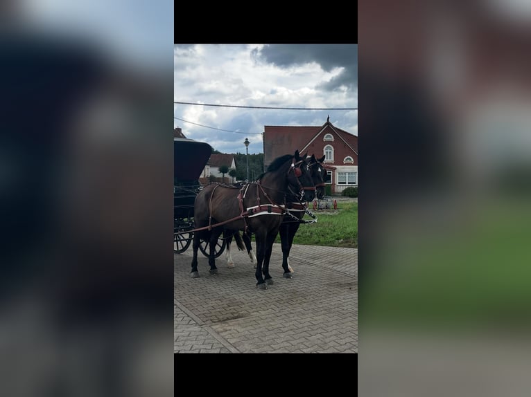 Schweres Warmblut Wallach 7 Jahre 170 cm Schwarzbrauner in Thie&#xDF;en
