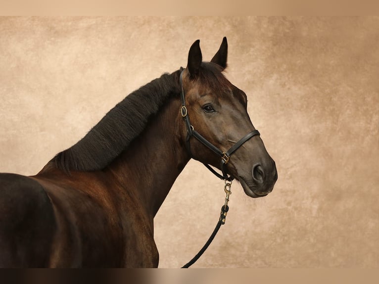 Schweres Warmblut Wallach 7 Jahre 172 cm Rappe in Weingarten