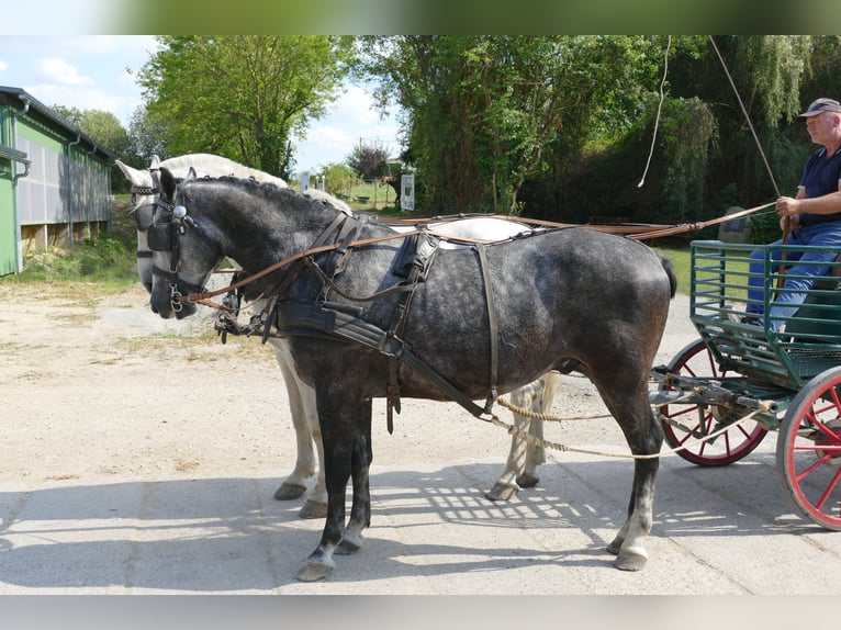 Schweres Warmblut Wallach 8 Jahre 162 cm Schimmel in Ganschow