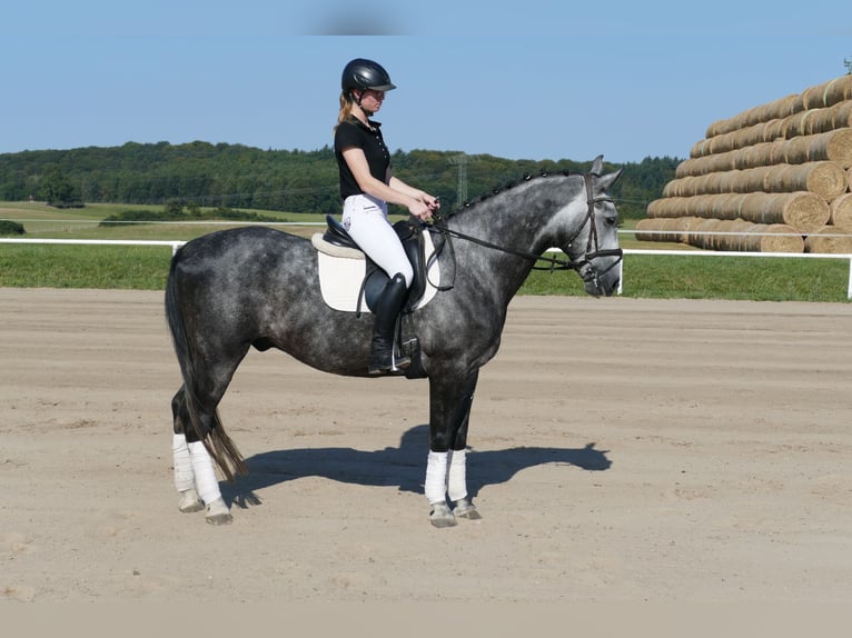 Schweres Warmblut Wallach 8 Jahre 162 cm Schimmel in Ganschow