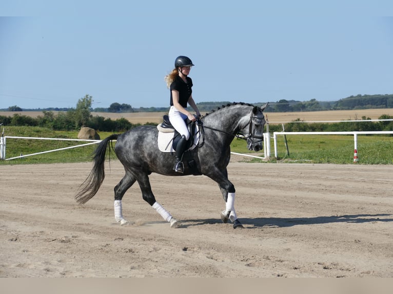 Schweres Warmblut Wallach 8 Jahre 162 cm Schimmel in Ganschow