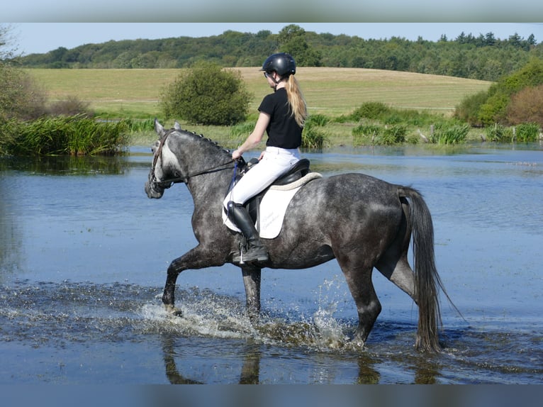 Schweres Warmblut Wallach 8 Jahre 162 cm Schimmel in Ganschow