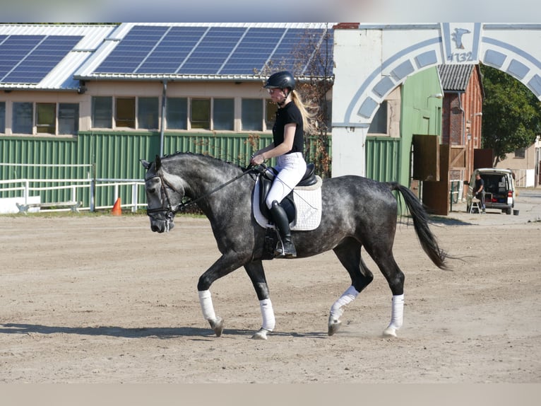 Schweres Warmblut Wallach 8 Jahre 162 cm Schimmel in Ganschow