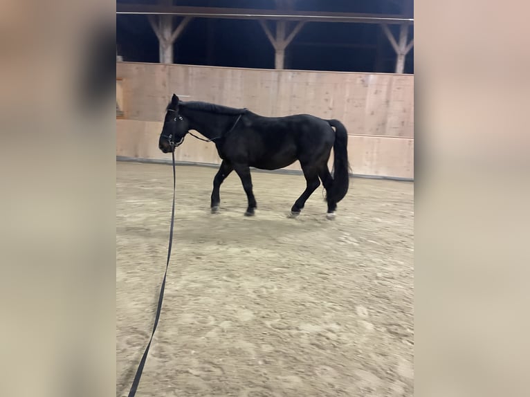 Schweres Warmblut Wallach 8 Jahre 162 cm Schwarzbrauner in Triftern