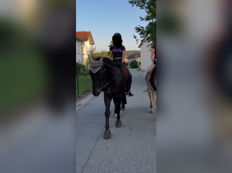 Schweres Warmblut Wallach 8 Jahre 162 cm Schwarzbrauner in Triftern