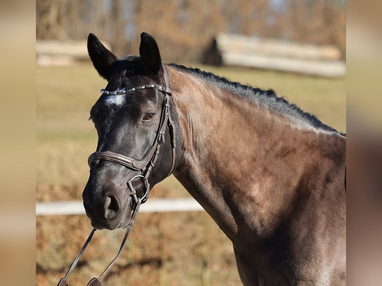 Schweres Warmblut Wallach 8 Jahre 164 cm Dunkelbrauner in Moritzburg