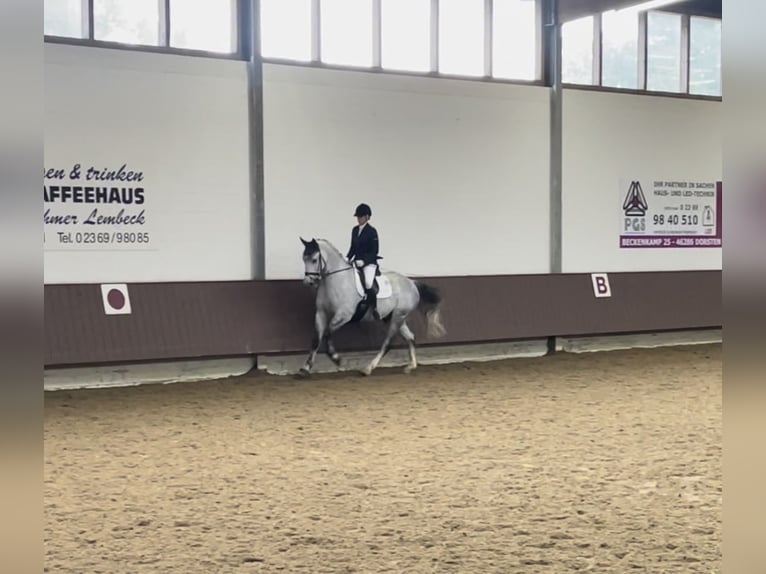 Schweres Warmblut Wallach 8 Jahre 165 cm Schimmel in Haltern am See