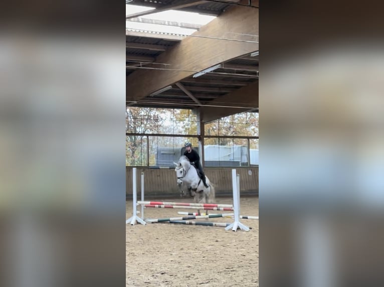 Schweres Warmblut Wallach 8 Jahre 165 cm Schimmel in Haltern am See