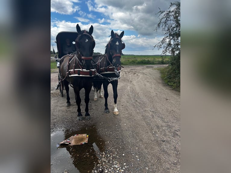 Schweres Warmblut Wallach 8 Jahre 170 cm Schwarzbrauner in Thießen