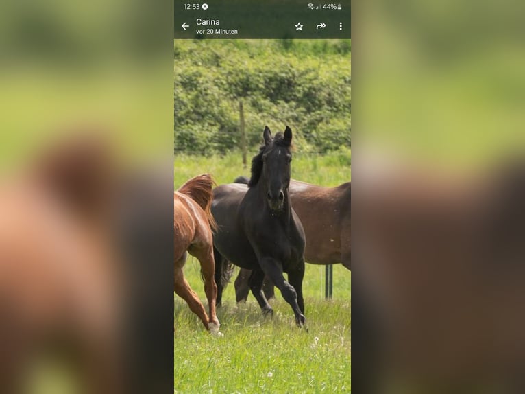 Schweres Warmblut Wallach 8 Jahre 172 cm Rappe in Weingarten