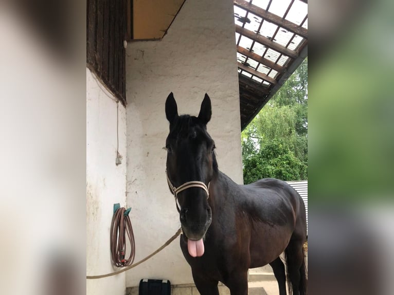 Schweres Warmblut Wallach 8 Jahre 172 cm Rappe in Weingarten