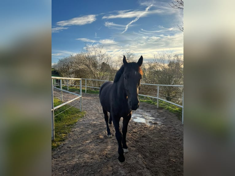 Schweres Warmblut Wallach 8 Jahre 172 cm Rappe in Weingarten