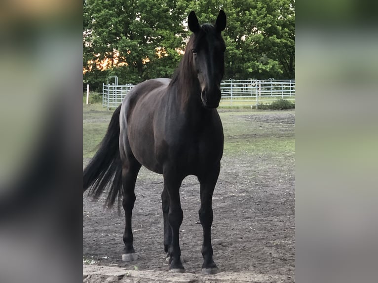 Schweres Warmblut Wallach 9 Jahre 160 cm Rappe in Groß Kreutz