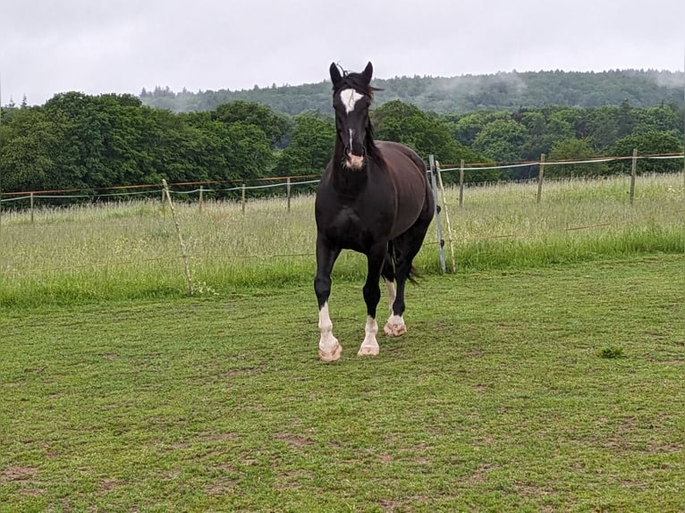 Schweres Warmblut Wallach 9 Jahre 160 cm Rappe in Schollbrunn