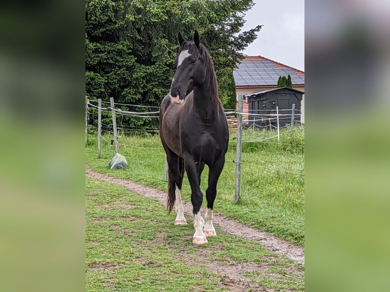 Schweres Warmblut Wallach 9 Jahre 160 cm Rappe in Schollbrunn