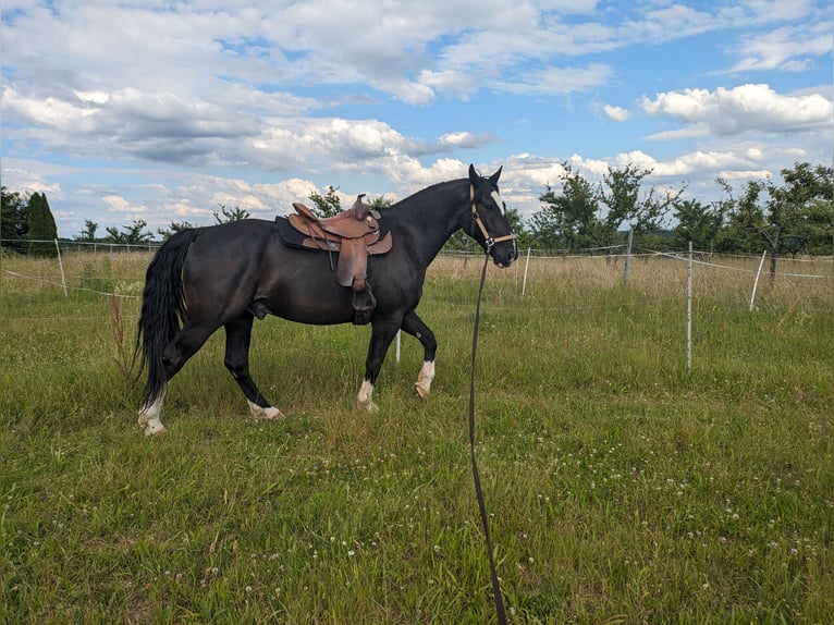 Schweres Warmblut Wallach 9 Jahre 160 cm Rappe in Schollbrunn