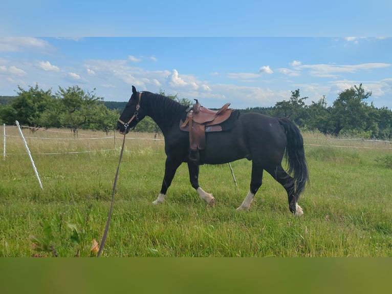 Schweres Warmblut Wallach 9 Jahre 160 cm Rappe in Schollbrunn