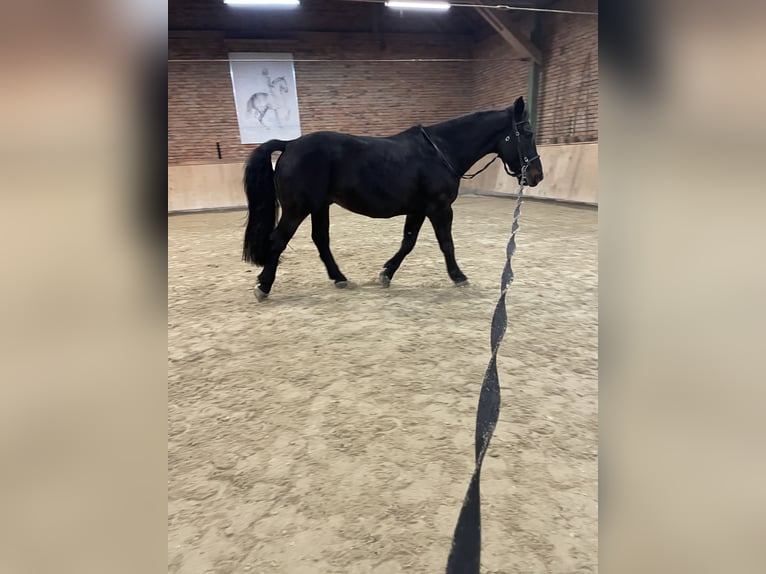 Schweres Warmblut Wallach 9 Jahre 162 cm Schwarzbrauner in Triftern