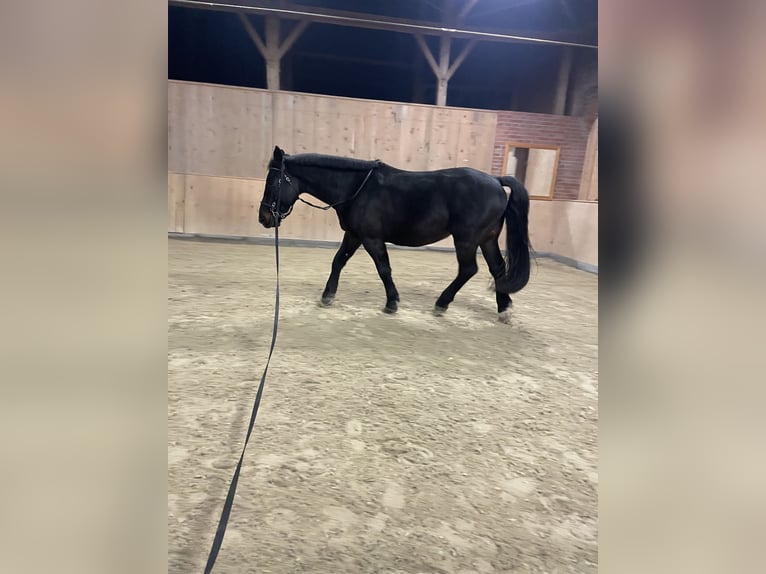 Schweres Warmblut Wallach 9 Jahre 162 cm Schwarzbrauner in Triftern