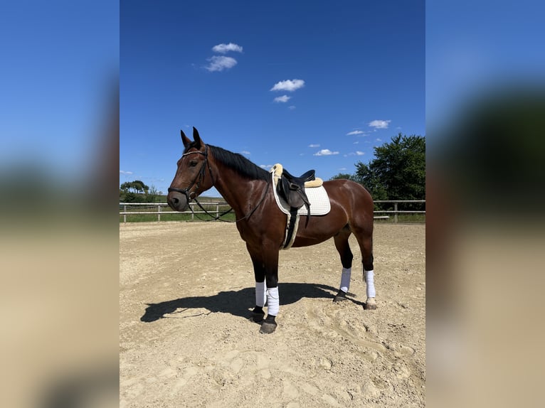 Schweres Warmblut Wallach 9 Jahre 165 cm Brauner in Radeberg