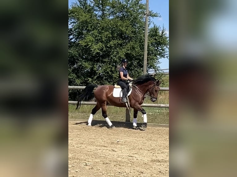 Schweres Warmblut Wallach 9 Jahre 165 cm Brauner in Radeberg