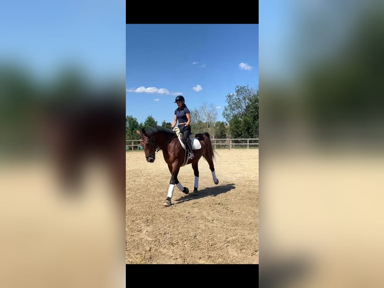 Schweres Warmblut Wallach 9 Jahre 165 cm Brauner in Radeberg