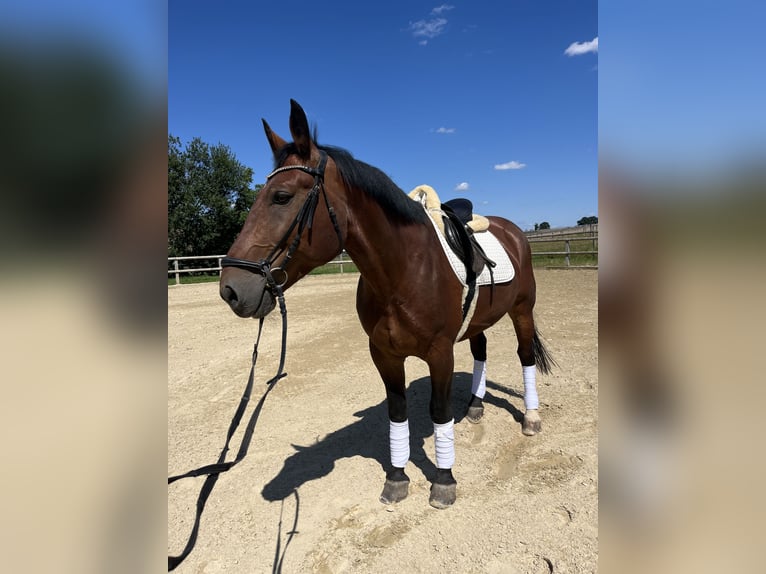 Schweres Warmblut Wallach 9 Jahre 165 cm Brauner in Radeberg