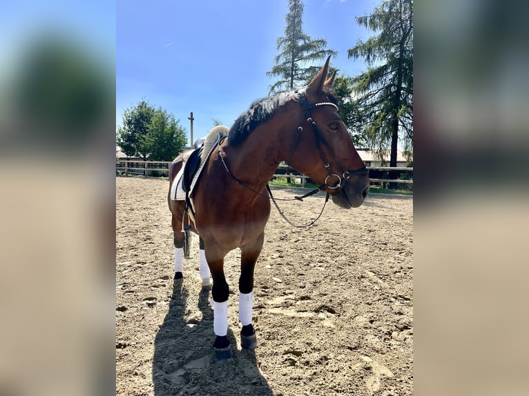 Schweres Warmblut Wallach 9 Jahre 165 cm Brauner in Radeberg