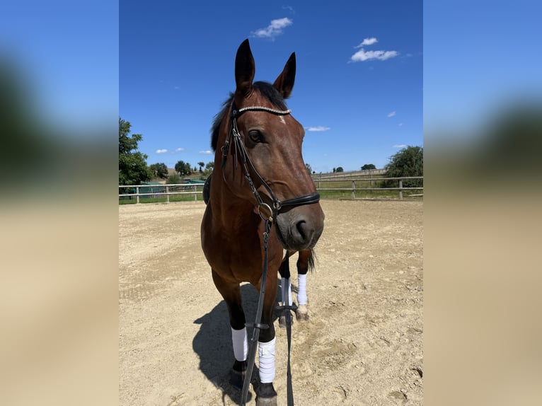 Schweres Warmblut Wallach 9 Jahre 165 cm Brauner in Radeberg